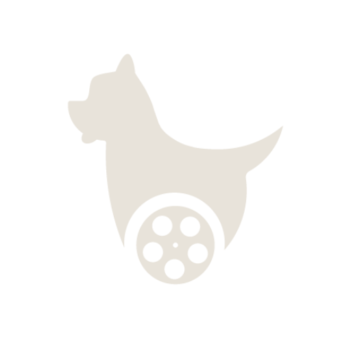 Willow Films – Video production company in Mexico City