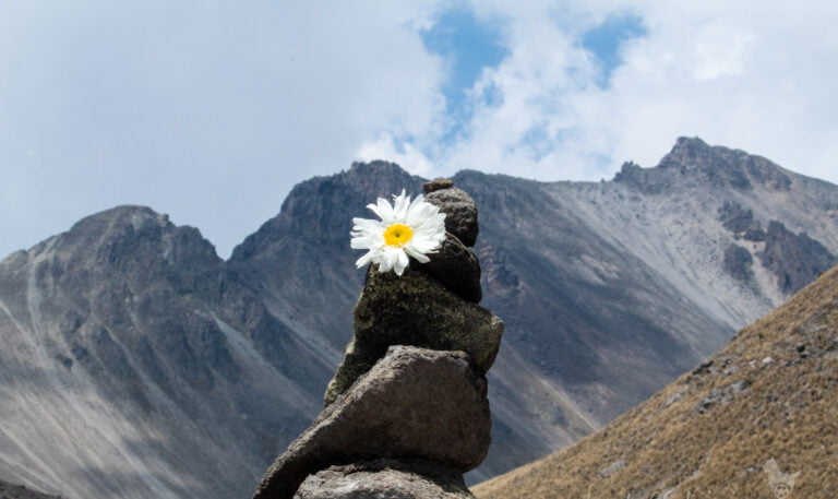 flower in the mountains